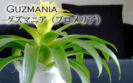 �O�Y�}�j�A�i�u�������A�j�T�C�g�ֈړ�