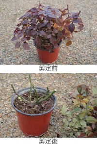 バラの剪定 日本唯一のポールセンローズ増殖許可認定生産者ブロメリア ギフ